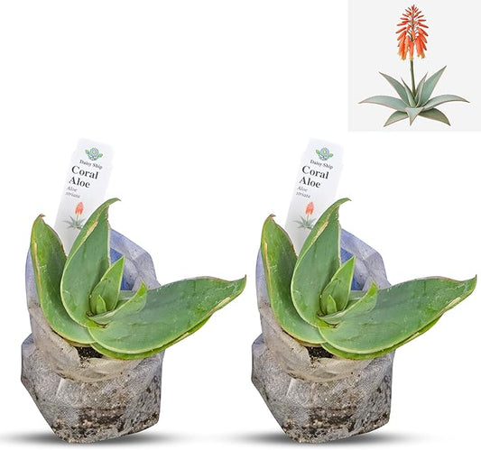Coral Aloe Plants (Aloe striata) - Live Succulent with Striking Pink Edges and Smooth, Flat Leaves for Indoor/Outdoor Gardening (2 Coral Aloe sacs)