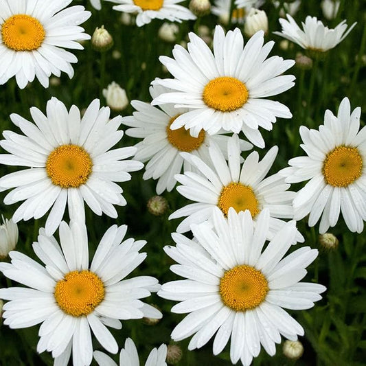 Clovers Garden Shasta Daisy (Leucanthemum) Plants – Two (2) Live Plants – Non-GMO - Not Seeds - Each 4" to 8" Tall – in 4" Inch Pots – Hardy Flowering Perennial, Pollinator Favorite
