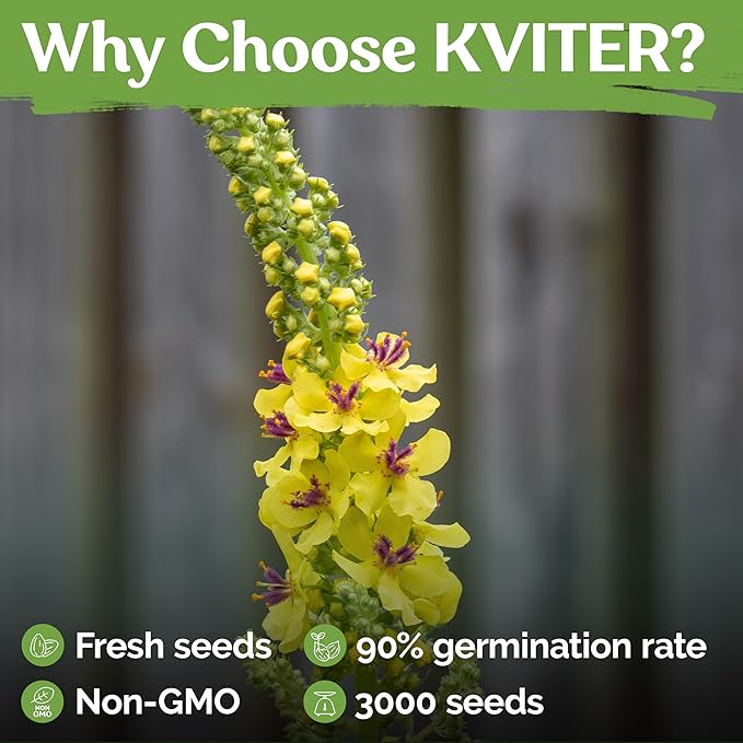 KVITER 3,000 Mullein Seeds for Planting (Verbascum Thapsus), 2 Pack – Mullein Herb, Heirloom Seed Non GMO Organic – Ideal for Herb Garden – US Grown Herbs Flower Seeds