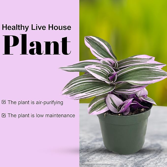 Bumble Plants Live Tradescantia Bubblegum Nanouk Purple Plant [Winter Thermal Packaging Included] | Fully Rooted Rare Houseplant for Home Office Wedding Decorations | Indoor and Outdoor Plant