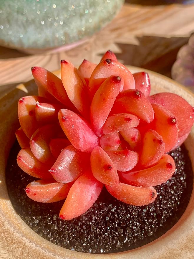 FWPP Echeveria Champagne Rare Live Succulent Plants, Wine 2.5 inches Live Plants Indoor,Bare Root Without Pot Soil,Desk Wedding Baby Shower Decoration Friend Plant Lover Gift