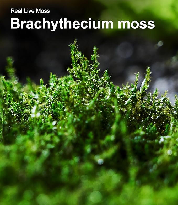 Live Moss – Brachythecium Moss (3 Sheets, Each Approx. 3.5"x7") for Terrariums, Moss Gardens, Plant Layouts & Natural Decor – Naturally Grown, Reusable, Not Artificial