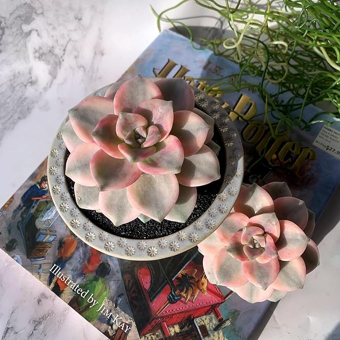 Graptopetalum Snow White Rare Live Succulent Plants, Variegated 2.5" Bare Root Without Pot & Soil, Garden Indoor Office Desk Baby Shower Decoration, Friend Plant Lovers Gifts