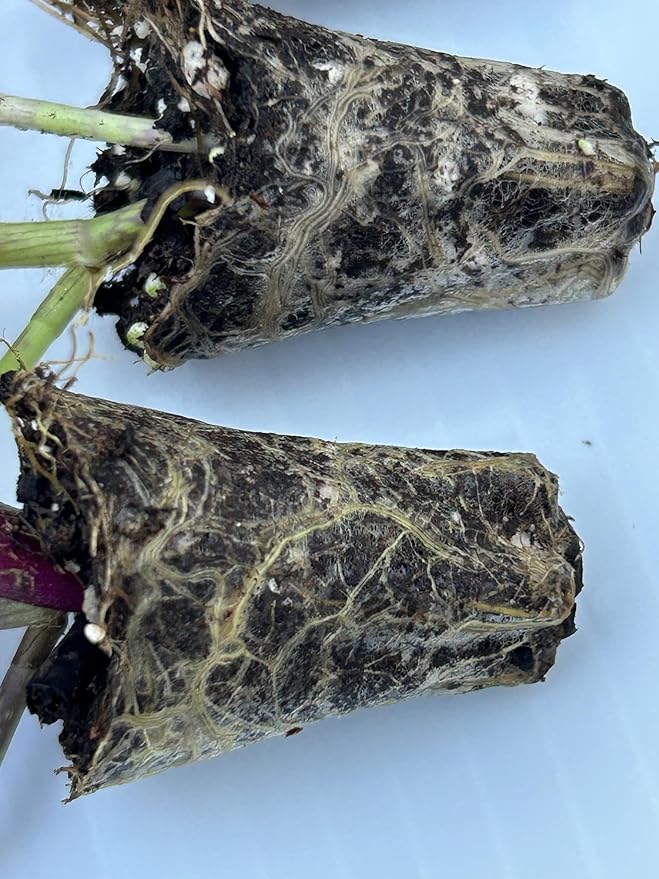 Live Wandering Jew Plant - Tradescantia Zebrina Starter Plants - Pack of 10, Healthy and Pest-Free, Vibrant Purple Foliage, Perfect for Home & Garden, Easy-Care Indoor/Outdoor Houseplant