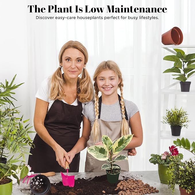 Bumble Plants Variegated Rubber Tree Ficus Tineke [Winter Thermal Packaging Included] | Elegant White, Green & Pink Leaves House Plants Indoors Live, Low Maintenance Live Plants Indoor