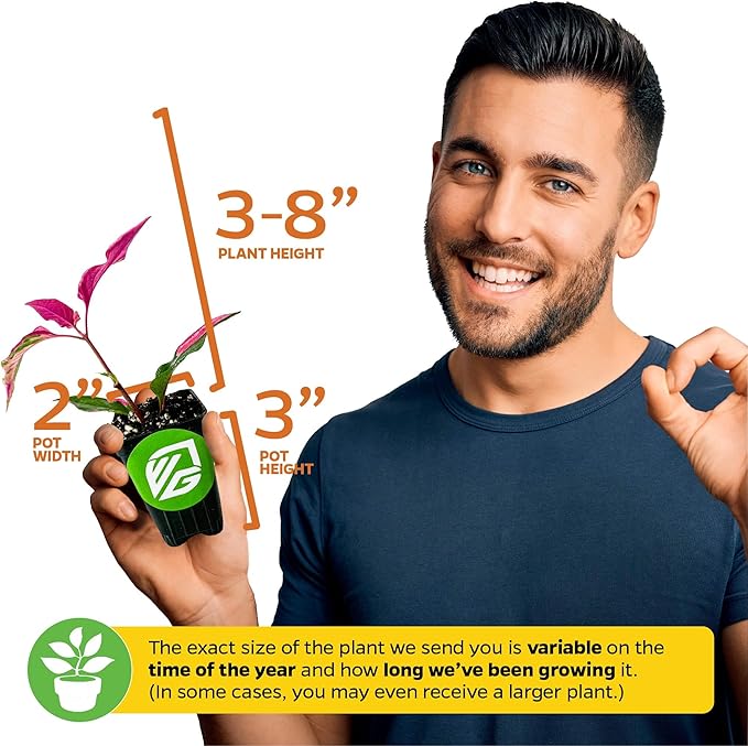 Alternanthera Party Time Joseph's Coat of Many Colors Live Plant - Alternanthera by Wellspring Gardens Starter Plant - Foliage for Gardens & Landscapes, Easy Care Outdoor Plant, Green and Pink Shrub