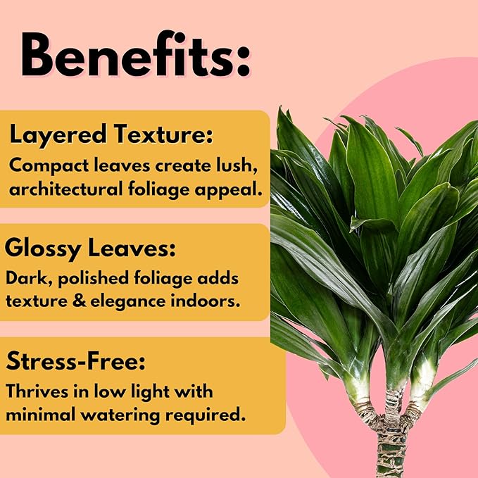 United Nursery Dracaena Janet Craig Compacta – Tall Indoor Plant in 10” Grower Pot – 38–42 Inches Tall – Low-Light, Air-Purifying Tropical Houseplant – Easy-Care Green Foliage for Home or Office