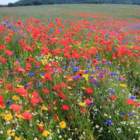 Eden Brothers Back to Basics Flower Mixed Seeds for Planting, 1 lb, 480,000+ Seeds with Cornflower Tall Blue, Corn Daisy | Attracts Pollinators, Plant in Spring or Fall, Zones 3, 4, 5, 6, 7, 8, 9, 10