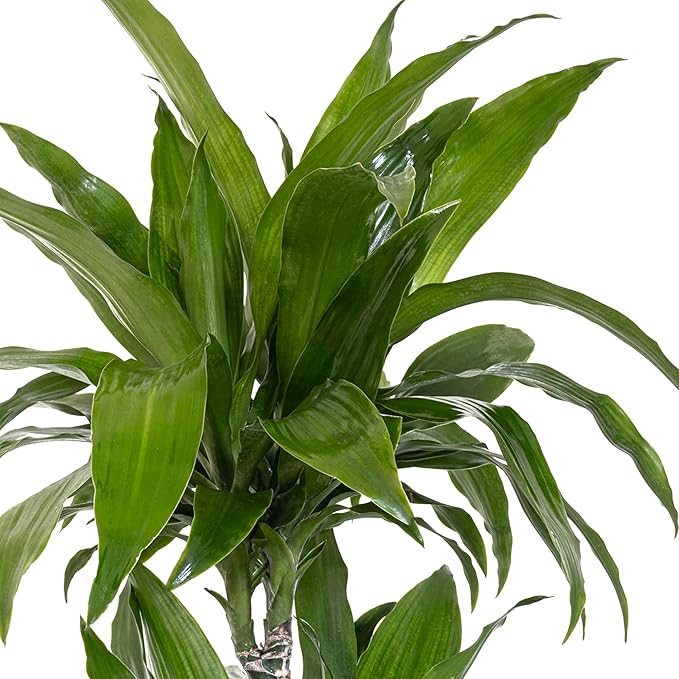 United Nursery Dracaena Janet Craig – Tall Indoor Plant in 10” Grower Pot – 38–42 Inches Tall – Air-Purifying, Low-Light Tropical Houseplant – Easy-Care Green Foliage for Home or Office Decor