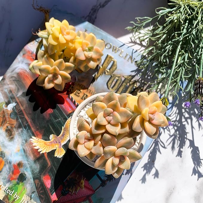 Graptoveria Paraguayense Bernalense Variegated Rare Live Succulent Plants, Cluster 3" Bare Root Without Pot & Soil, Garden Indoor Office Desk Baby Shower Decoration, Plant Lovers Gifts