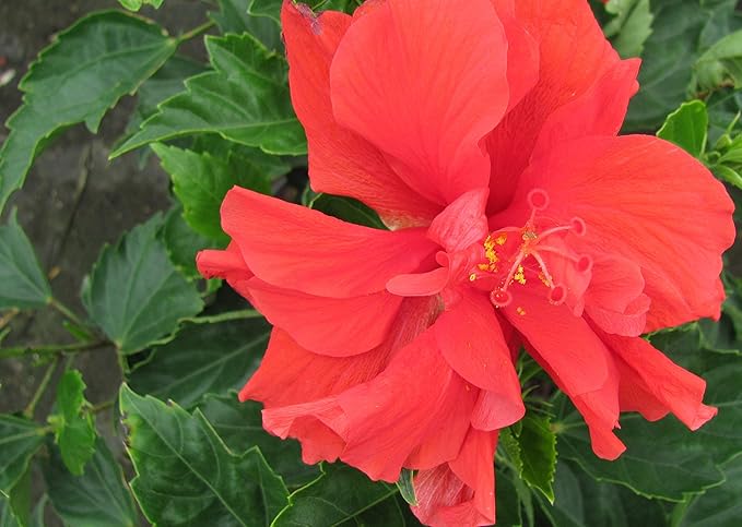Live Hibiscus Plant - Tropical Flowering Tree - Red Double Flower - Overall Height 38" to 44" - Tropical Plants of Florida (Plant Only)