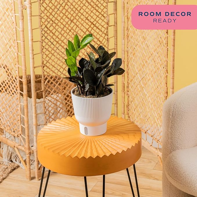 Costa Farms Raven ZZ Live Plant in Self Watering Pot, Easy to Maintain, Air Purifying Indoor Houseplant, Perfect for Home, Room, or Office Decor, Great House Warming or Birthday Gift, 12-18 Inches