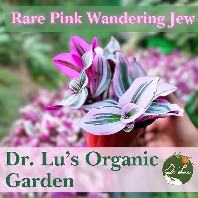 Dr. Lu’s Organic Pink Wandering Jew Live Plant | Rare Tradescantia Nanouk | Rooted House Plants | Easy Grow Indoor Plants | 4'' Nursery Pot