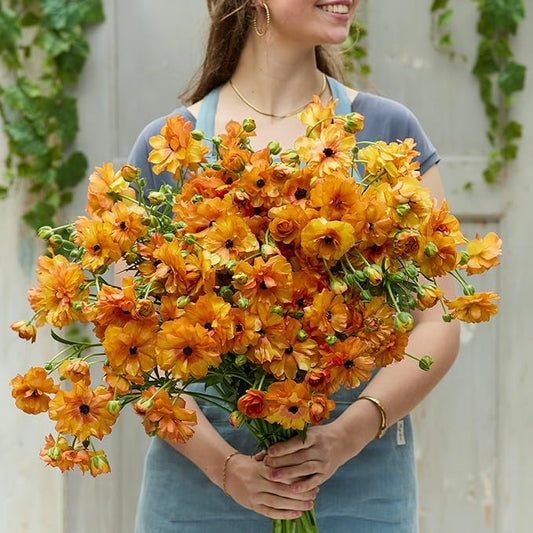 Eden Brothers Butterfly Ranunculus Bulbs - Phosphorus®