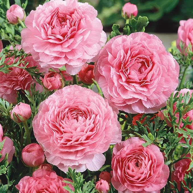 Eden Brothers Ranunculus Bulbs - Pink