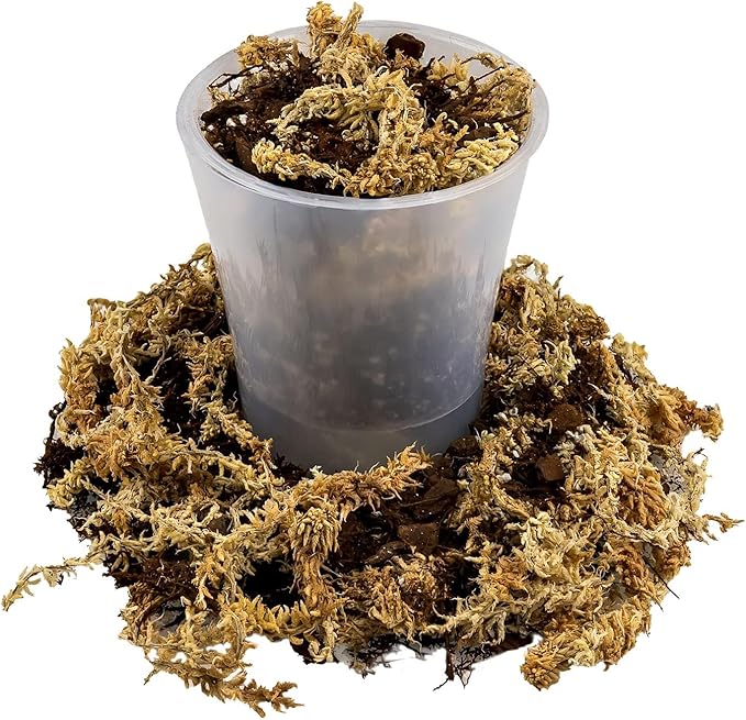 Premium Orchid Mix by GARDENERA | Fern + New Zealand Pine Bark + Sphagnum Moss + Perlite | Best for Growing and Repotting Orchids - 1 Quart Bag