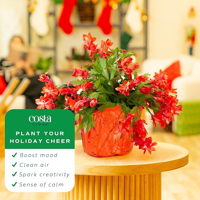 Costa Farms Christmas Cactus Live Plant in Holiday Gift Wrap Pot, Easy to Maintain Flowering Indoor Houseplant, Holidays Room Decor, Seasonal Christmas Gift, 8-10 Inches Tall