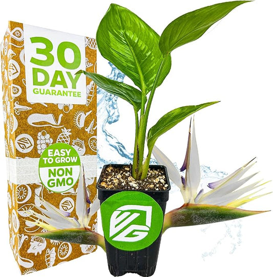 White Bird of Paradise Live Plant - Strelitzia Reginae - Wellspring Gardens - Tropical Flowering Perennial, Exotic Indoor/Outdoor Houseplant, Easy Care, Low Maintenance Starter Plant