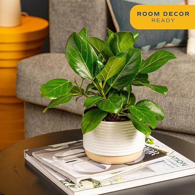 Costa Farms Ficus Live Plant, Easy to Grow Live Indoor Houseplant, Grower's Choice Collection, Potted in Minimal Decor Plant Pots, Potting Soil, Housewarming Gift, Home and Room Decor