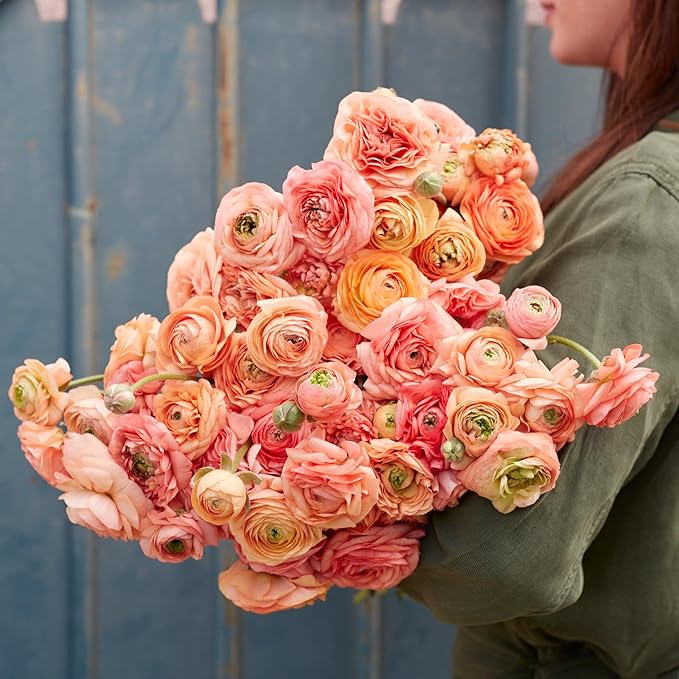 Eden Brothers Ranunculus Bulbs - Amandine Salmon
