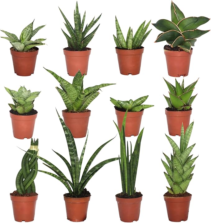 CoollectivePlants Easy to Grow Sansevieria Collection – Live Snake Plants in 2″ Growers Pot, Low-Maintenance Indoor Houseplants, Air-Purifying Real Snake Plant Gift (12 Pack)