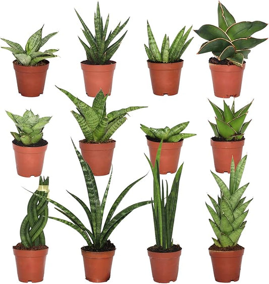 CoollectivePlants Easy to Grow Sansevieria Collection – Live Snake Plants in 2″ Growers Pot, Low-Maintenance Indoor Houseplants, Air-Purifying Real Snake Plant Gift (12 Pack)