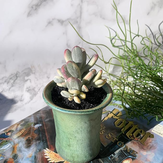 Cotyledon Orbiculata cv. Variegated Rare Live Succulent Plants, 2.5" Bare Root Without Pot & Soil, Garden Indoor Office Desk Baby Shower Decoration, Friend Plant Lovers Gifts