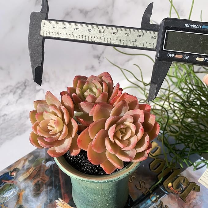 Echeveria Silk Veil Rare Live Succulent Plants, Cluster 3.5" Bare Root Without Pot & Soil, 1/3/7 Pcs, Garden Indoor Office Desk Baby Shower Decoration, Friend Plant Lovers Gifts