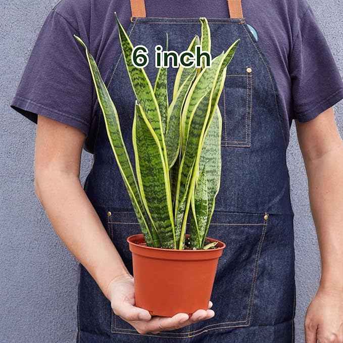 Snake Plants (Live & Rooted) 4/6/8" - Mother in Law Tongue - Sansevieria Laurentii Indoor Live Houseplant Gift Air Purifying - Low Light (3")