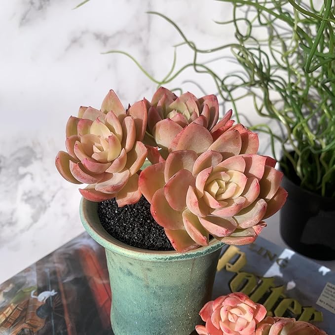 Echeveria Silk Veil Rare Live Succulent Plants, Cluster 3.5" Bare Root Without Pot & Soil, 1/3/7 Pcs, Garden Indoor Office Desk Baby Shower Decoration, Friend Plant Lovers Gifts