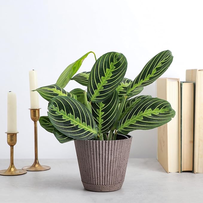 Thorsen's Greenhouse Lemon Lime Prayer Plant, Live Indoor Plant, Pet Friendly, Attractive Houseplant, Lemon Maranta, Natural Air Purifier, Easy to Grow, 4" Diameter Pot (Coffee)