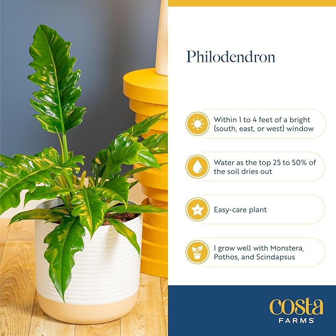 Costa Farms Philodendron Live Plants in Decorative Pots, Air Purifying Indoor Houseplant, Assorted Variety, Home, Room, or Office Decor, House Warming or Birthday Gift, 12-18 Inches Tall, Pack of 6