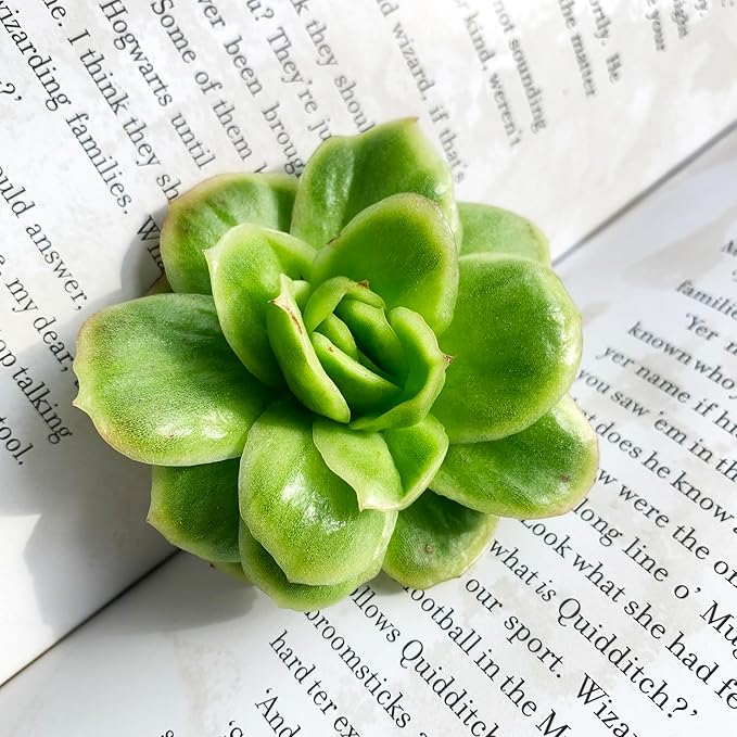 Echeveria Ice Rose Variegated Rare Live Succulent Plants, 1 Head 2.5" Green, Bare Root Without Pot & Soil, Garden Indoor Office Desk Baby Shower Decoration, Friend Plant Lovers Gifts
