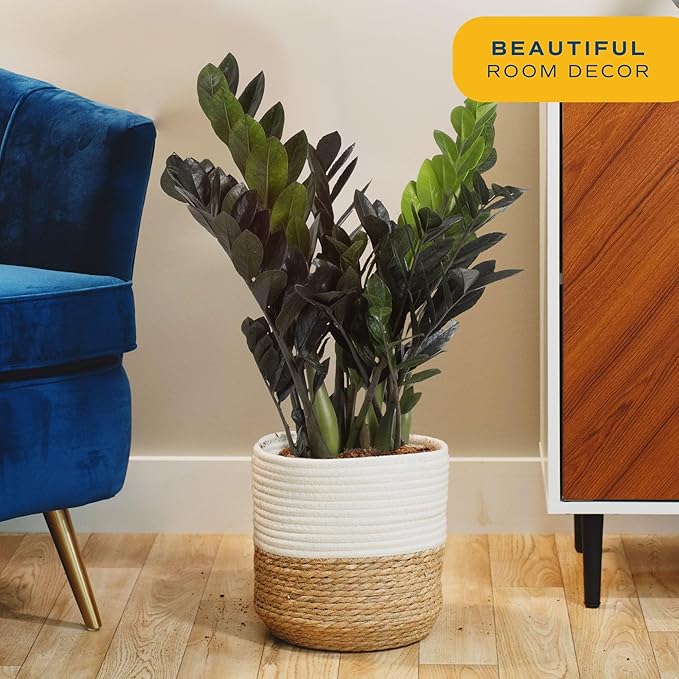 Costa Farms Raven ZZ Plant, Easy Care Indoor Houseplant, Potted in Decorative Plant Pot with Soil, Room Decor for Tabletop, Shelf, or Office Desk, Trending Tropicals Collection, 22-Inches Tall