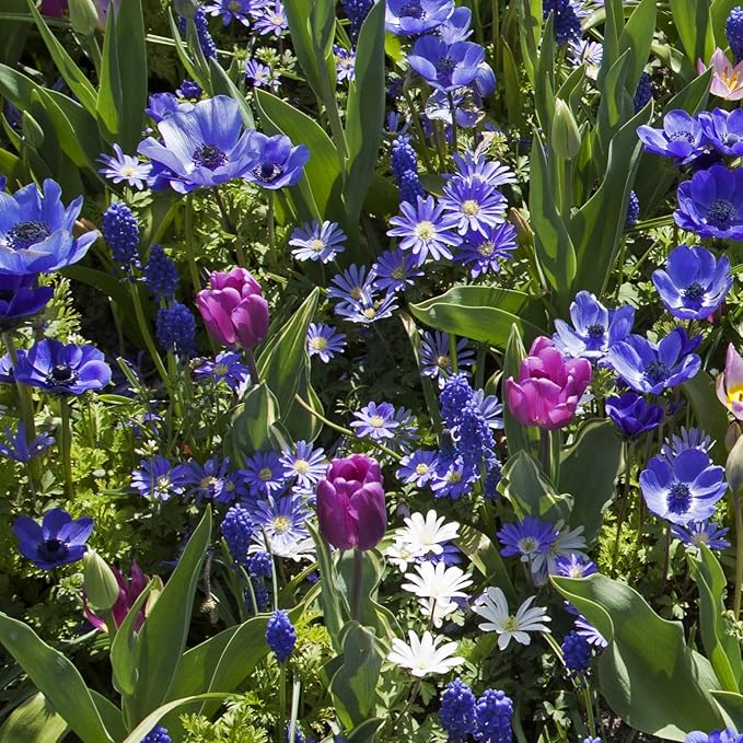 Blue Garden Flower Collection – 40 Bulbs | Rare Spring Blooming Perennials: Purple Alliums, Blue Tulips, Muscari, Anemone | Attracts Butterflies & Bees – Zones 3–9