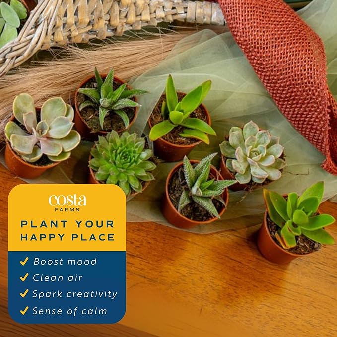 Costa Farms Mini Succulent Live Plants in Plastic Pot, Easy to Maintain Asssorted Indoor Succulents, Houseplants for Room Decor, House Warming or Birthday Gift, 2-3.5 Inches Tall, Pack of 6