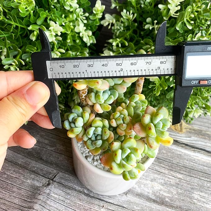 Sedum Clavatum Rare Live Succulent Plants, Cluster 3" Orange Green, Bare Root Without Pot & Soil, Garden Indoor Office Desk Baby Shower Decoration, Friend Plant Lovers Gifts
