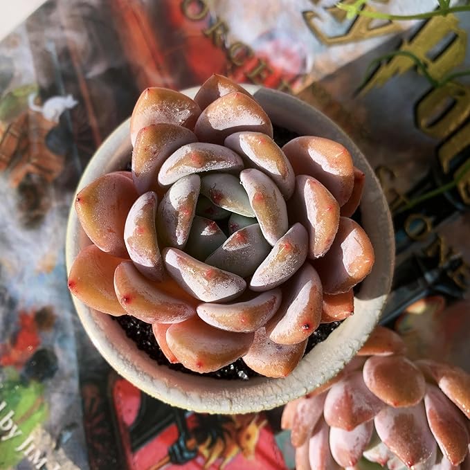 Echeveria Sang-A Rare Live Succulent Plants, 1 Head 2.2" Bare Root Without Pot & Soil, Garden Indoor Office Desk Baby Shower Decoration, Friend Plant Lovers Gifts