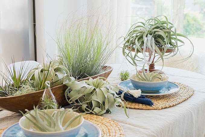 3 Pack Large Xerographica Air Plants 5 to 7 Inch Wide-Air Plants Live Tillandsia Succulent House Plants Holders-Available in Wholesale and Bulk-Home and Garden Decor-Easy Care Indoor Outdoor(