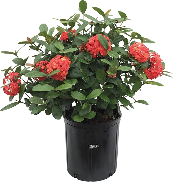 Nature's Way Farms Ixora Maui Red, Easy Care, Live Plant, Grow Outdoor, Full Sun Bright Light, Perfect for Plant Lovers & Beginners, in Grower Pot. (25-30 in. Tall)