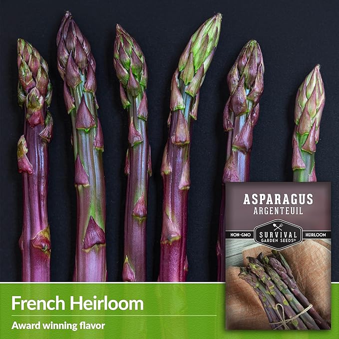 1 Pack Argenteuil Purple Asparagus Seeds for Planting with Instructions to Grow Gourmet French Asparagus in Your Home Vegetable Garden - Non-GMO Heirloom - Survival Garden Seeds