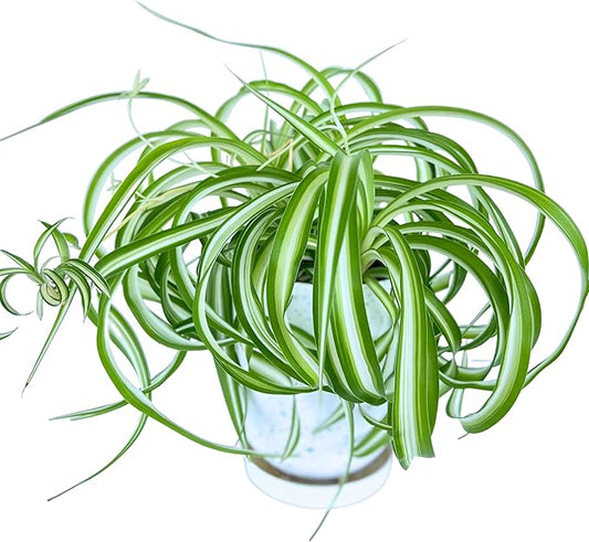 Dr. Lu’s Organic Bonnie Curly Spider Plant | Air Purifying House Plants | Rooted Spider Plant | Easy Grow Indoor Plants | Live Plants in 6'' Nursery Pot