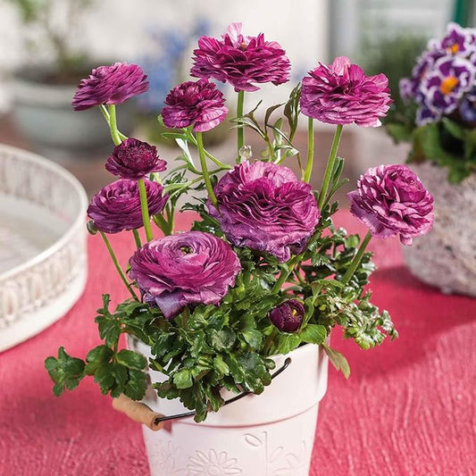 Eden Brothers Ranunculus Bulbs - Violet