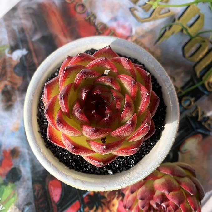 Echeveria Moon Stone Rare Live Succulent Plants, 1 Head 2.5" Bare Root Without Pot & Soil, Garden Indoor Office Desk Baby Shower Decoration, Friend Plant Lovers Gifts