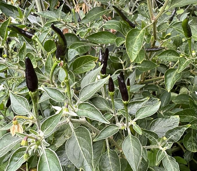 Premium Black Cobra Pepper (Capsicum Annuum) - Rare & Exotic Hot Chili Pepper, Perfect for Home Gardening and Gourmet Cooking (4 bkcbr pep Cups)