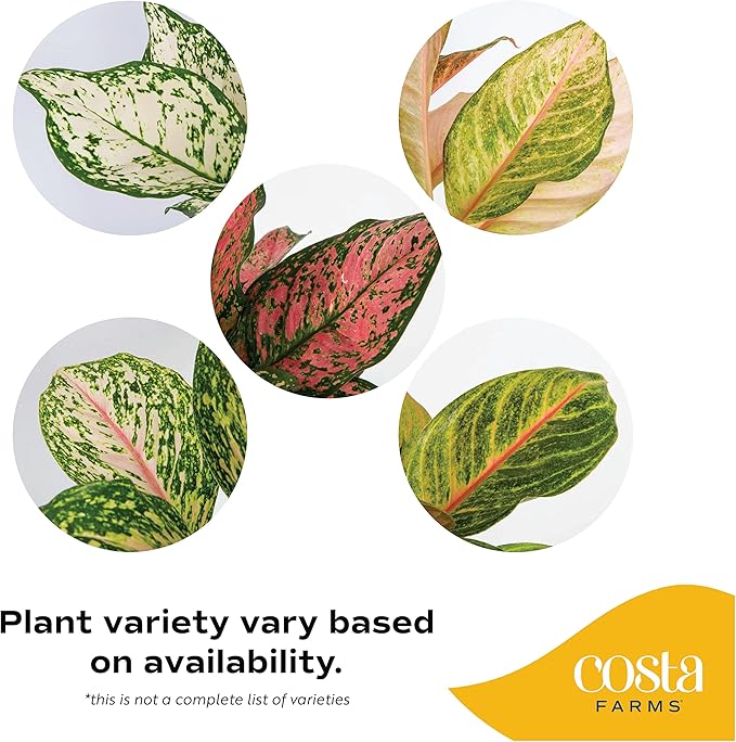 Costa Farms Trending Tropicals Aglaonema Live Indoor Plant, Self Watering Décor Plant Pot, 1 Foot Tall