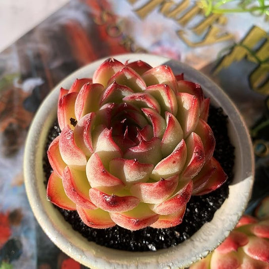 Echeveria Soul Fairy Rare Live Succulent Plants, 1 Head 2.5" Bare Root Without Pot & Soil, Garden Indoor Office Desk Baby Shower Decoration, Friend Plant Lovers Gifts