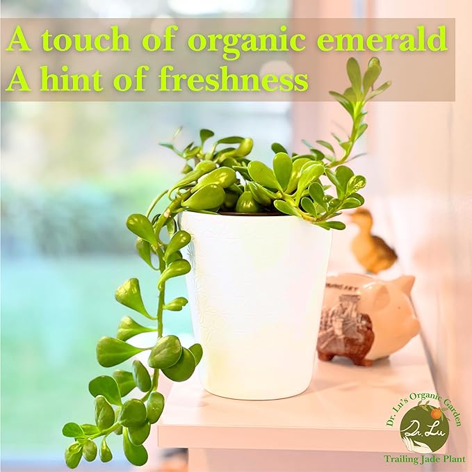 Dr. Lu’s Organic Trailing Jade Plant | Rare Jade Plant | Succulents Plants Live | Air Purifying Plants Indoor | Easy Grow House Plants in 5'' H x 4'' W Nursery Pot