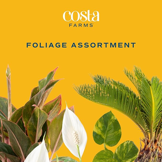 Costa Farms Live Indoor Plant Variety Pack in Plastic Pots, Easy to Maintain, Air Purifying Houseplants, Home, Room, or Office Decor, House Warming or Birthday Gift, 12-24 Inches Tall, Pack of 6
