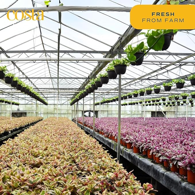 Costa Farms Monstera Cobra Live Plant, Rare Unique Live Indoor House Plant in 6-Inch Self-Watering Houseplant Pot, Potting Soil, Trending Tropicals Plants, Room and Home Decor